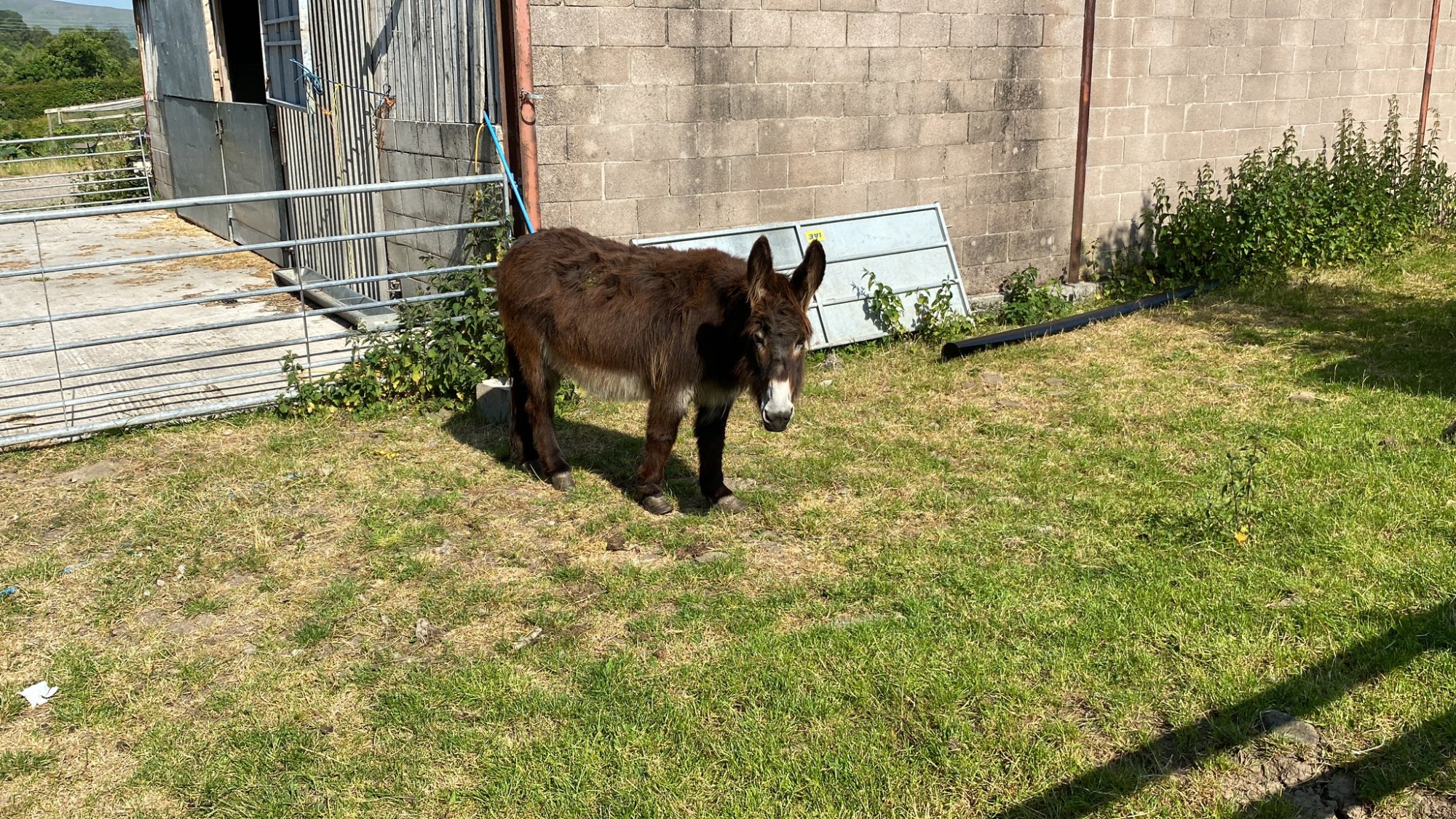 Donkeys on ​​​​Silver DofE Final Expedition 